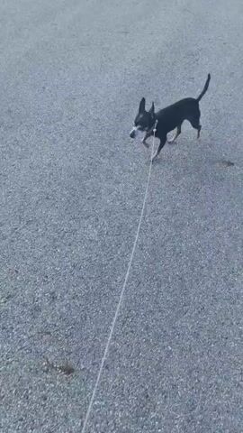 A small black dog with tan legs is walking on a leash on a paved surface. The dog has large ears and a thin tail. The leash is light-colored and stretches diagonally across the frame. The dog is looking to its left. The ground appears to be asphalt or a similar rough surface. There are some small dark specks on the ground behind the dog, possibly dirt or debris. The lighting suggests it is daytime.
