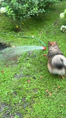 A medium-sized dog with fluffy, brown and tan fur is playing with a garden hose. The dog is standing on a patch of green grass in what appears to be a backyard. Water is spraying from the hose, and the dog is playfully biting at the stream of water. The dog's fur is wet. The background consists of lush green foliage and some white flowers. The scene suggests a warm day, possibly in summer.