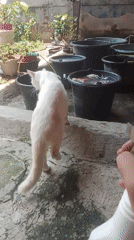 Bonsai care and cats at a Karawang home