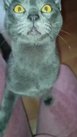 Here is a concise description of the video.
The video shows a person sitting with a gray cat on their lap. The cat has bright yellow eyes and is standing on its hind legs at the beginning. The person pets the cat on the head, and the cat turns to face them. The cat then sniffs and touches the person's hand with its nose. The person is wearing pink pajama bottoms. The background is a wooden floor.