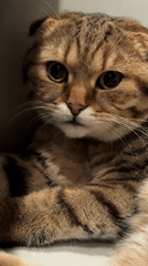 Scottish Fold cat grooms itself in Warwick
