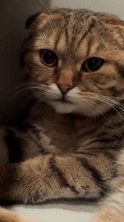 Scottish Fold cat grooms itself in Warwick