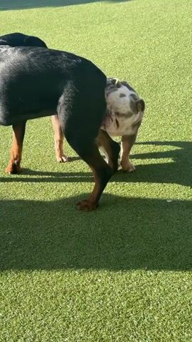 Two dogs are engaged in social interaction on a bright, sunny day, likely at an outdoor dog park or play area in West Hollywood, United States of America. The ground is covered in artificial green turf.

One dog is a larger, dark-furred breed, possibly a Rottweiler or similar mix, seen from its rear and side with tan markings visible on its legs. The other dog is a smaller, brindle and white bulldog-type, possibly an English Bulldog or American Bulldog, wearing a pink harness. This bulldog is actively sniffing the rear end of the larger dog, a common canine greeting and information-gathering behavior. The larger dog stands still, appearing to tolerate the sniffing.

Strong shadows are cast on the artificial grass, indicating bright sunlight and a clear sky, likely mid-day. No visible text is present in the scene. The overall atmosphere appears calm and typical for a dog play environment.
