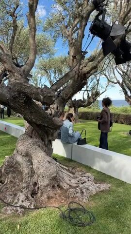 The video shows an outdoor area with old olive trees and a manicured lawn, seemingly prepped for an event or photo shoot. The trees have weathered, textured bark and some are fitted with black lighting equipment. A low, white barrier or wall runs through the lawn, marked with occasional red arrows. People are visible in the background, some standing and talking, others walking along the barrier. The ocean and sky are visible in the distance, creating a bright, open backdrop. The overall scene suggests a professional setup in a scenic location.