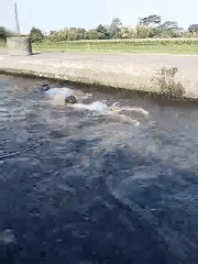 Swimming in a concrete canal, Nepen, Indonesia
