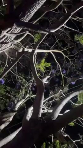 The video shows a low angle shot of a tree at night. The tree has thick, gnarled branches and sparse green leaves, as well as clusters of purple flowers. The lighting is dark, but there is a light source, perhaps from a streetlight, that illuminates some of the branches and foliage. The camera slowly moves upwards, further obscuring the view of the background. In the background, faint glimpses of what may be power lines are visible. The sound of music is audible.