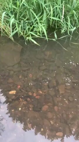 A video shows a shallow, clear stream bed filled with various colored rocks. Tall green grass lines the bank of the stream. The water reflects the surrounding trees, creating a blurred, distorted image on the surface.