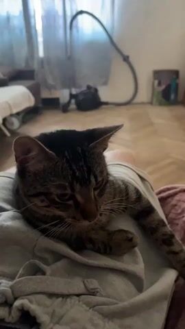 A tabby cat is resting on a person's lap in a dimly lit room. The cat is looking down with its eyes partially closed, its head resting on the person's leg. The person is wearing grey sweatpants. In the background, there is a bed with white bedding, a vacuum cleaner with a hose, and a window with sheer curtains. The floor is made of wooden planks arranged in a chevron pattern. The overall mood appears to be relaxed and domestic. The time of day is likely evening or a very overcast day due to the low light. There is no visible text in the image.