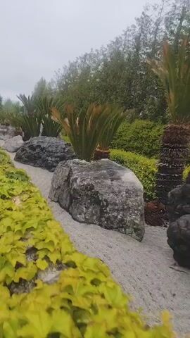 The video depicts a serene garden scene. A sandy path meanders between large, gray rocks, some covered in moss. Small palm-like trees are placed strategically around the rocks. Lush green ground cover borders the path on the left, while denser foliage and trees create a backdrop in the distance under an overcast sky. The camera pans slowly along the path, showcasing the arrangement.
