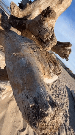 Driftwood on a sandy Russian beach, up close