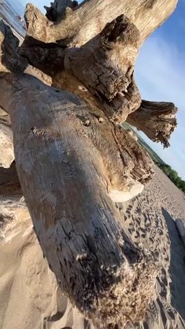 The video begins with a close-up of weathered, gnarled driftwood on a sandy beach. The camera then pans across the driftwood, revealing its rough texture and intricate details. As the camera moves, the background comes into focus, showing a wide expanse of sand, gentle waves lapping at the shore, and a clear blue sky with scattered clouds. The scene is peaceful and natural, with no people or animals visible. The sunlight casts shadows on the sand, highlighting the footprints left behind. The video ends with a wide shot of the beach, emphasizing the vastness of the ocean and the tranquility of the setting.