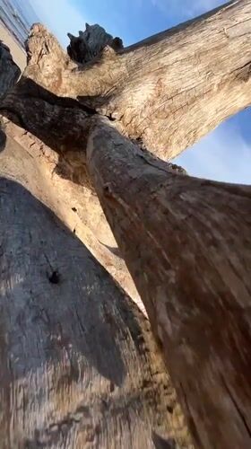 Driftwood on a sandy Russian beach, up close
