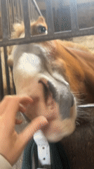 Routine horse care and exercise documented at Belgian stable