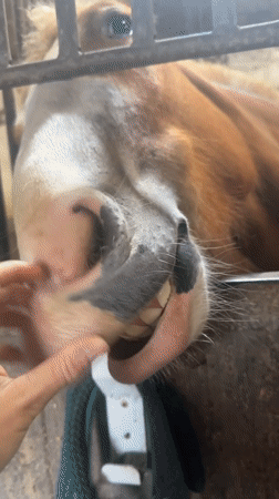 Routine horse care and exercise documented at Belgian stable