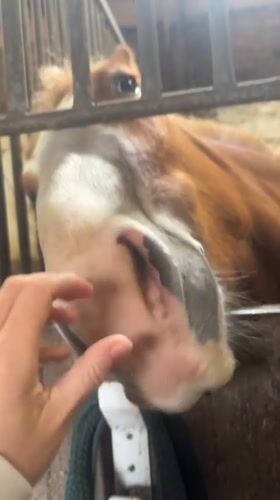 Routine horse care and exercise documented at Belgian stable