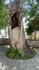 Witness documents historical site featuring ancient tree, religious art, architecture