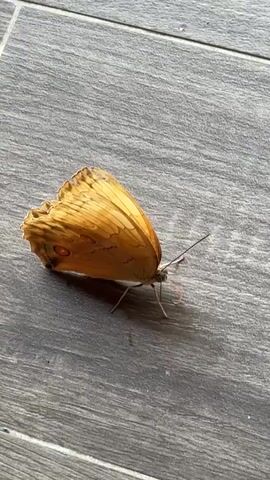 A butterfly with light-brown wings rests on a grey, wood-grain-patterned tile floor. The butterfly is facing away from the camera, with its wings folded upward. Two small, orange, eye-like markings are visible on the edge of its wings. The butterfly's body and antennae are light-colored. The floor is well-lit. The camera remains still throughout the video.
