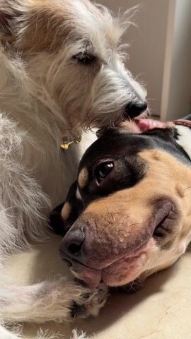 The camera focuses on two dogs indoors. A scruffy, medium-sized, mostly white dog is nestled against a larger, short-haired dog with a tan and black face. The smaller dog licks the larger dog's head, while the larger dog lies still, eyes open, looking up at the camera. They are resting on a light-colored floor.