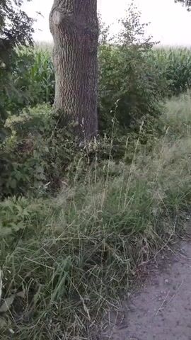 The video shows a large tree with a thick, textured trunk and branches spreading upwards. Some of the branches have been trimmed, evidenced by clean cuts on the bark. The tree is surrounded by lush green foliage, including tall grasses and bushes, and a field of corn is visible in the background. The sky is a pale, hazy blue, suggesting it might be early morning or late evening. The scene appears to be outdoors, possibly in a rural setting.