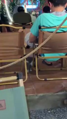 The video shows a gray and white kitten sitting beneath a row of chairs at what appears to be an outdoor restaurant or cafe. The chairs are yellow framed with brown canvas backs and seats. A rope barrier is visible between the chairs. Several people are seated at the chairs, but their faces are not clearly visible. The floor is paved with reddish brown tiles. The kitten is licking its paw and grooming itself.