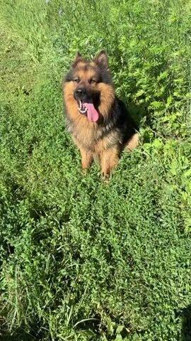A German Shepherd dog is sitting in tall green grass on a sunny day. The dog is panting with its tongue hanging out. The dog's fur is black and tan. The dog's eyes are mostly closed. The camera is focused on the dog.
