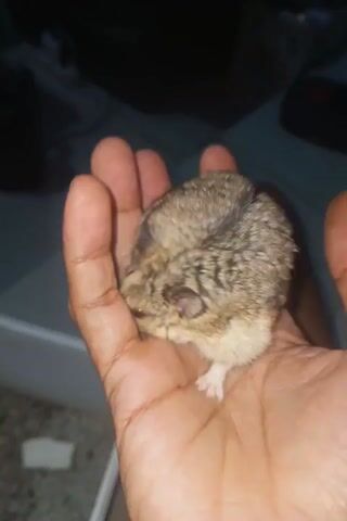 A close-up shot of a small, furry hamster being held in the palm of a person's hand. The hamster is light brown with darker stripes running down its back. Its eyes are small and dark, and its whiskers are visible. The hand holding the hamster appears to be an adult's with dark skin. The background is out of focus, but it appears to be an indoor setting with some blurry objects and lighting. The video is shot from a high angle, looking down at the hamster and hand.