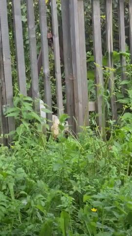 A partially obscured, light-colored animal with some red markings on its head is visible behind a wooden fence and in thick green vegetation. The animal appears to be a chicken or a similar fowl. The fence is made of vertical wooden planks, some of which are weathered. The vegetation is tall and dense, obscuring much of the scene.