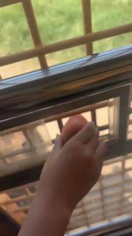A hand inserts a carrot through a barred window into an enclosure. A rabbit grabs the carrot with its mouth and pulls it inside. The hand withdraws, and the rabbit begins to eat the carrot. The scene appears to be outdoors, with greenery visible through the bars. The enclosure is made of metal bars.