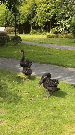 Black swans and lotus blooms at a Jiangjin campus park