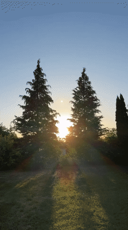 Backyard scenes: trampolines, sheds, and golden-hour light