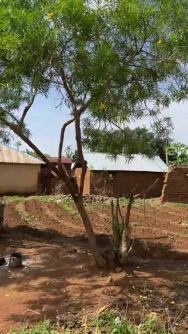 The video shows a car traveling along a dirt road in a rural area. The landscape is dotted with trees, some of which are banana trees. There are also houses visible, most of which are small and appear to be made of concrete or brick. The sky is partly cloudy. There are no people visible in the video.