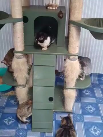 The video shows a green, multi-level cat tree occupied by several cats. A white cat with orange markings sits on the top level. A black and white cat is inside an enclosed area in the middle. At the bottom, a brown tabby cat is resting on a lower platform, while a gray tabby cat is stretching on another. Another brown cat is at the base of the cat tree. The cat tree has scratching posts wrapped in rope and platforms. It is placed on a blue and white patterned floor with striped wallpaper in the background.