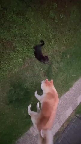 A dog and cat are interacting on a grassy lawn next to a paved area. The dog is a tan and white Akita. The cat is completely black. The dog is facing the cat. The cat is on its side on the grass. The dog pokes at the cat with its nose and paws. The camera is in a high angle.
