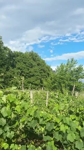This video captures a vibrant vineyard under a partly cloudy sky. The foreground is dominated by lush, green grapevines, their broad leaves creating a dense carpet of foliage. Wooden stakes, likely part of a trellis system, dot the vineyard, guiding the growth of the plants.

In the middle ground, several trees add to the verdant landscape. The trees are full of leaves, suggesting a warm season, possibly late spring or summer. Beyond the vineyard and trees, a rolling landscape with hints of mountains can be seen in the distance. Power lines are visible, indicating human presence and infrastructure in the area.

The sky is a mix of bright blue and white clouds, some fluffy and scattered, others forming a more continuous layer. This suggests dynamic weather, perhaps a day with passing showers or a transition between sun and cloud. The lighting indicates it is daytime, likely late morning or afternoon, given the brightness.

The scene evokes a sense of tranquility and natural beauty. The abundance of green signifies a healthy and thriving environment. The location cues, combined with the known context of Khvanchkara, Georgia, strongly suggest this is a Georgian vineyard. The overall atmosphere is peaceful and idyllic, showcasing the agricultural richness of the region. There is no visible text in the video.