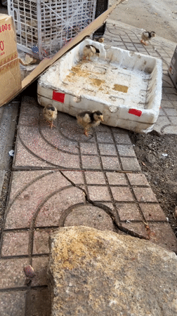 Baby birds wander urban sidewalk near Vietnamese market