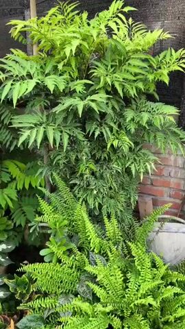 The video shows a close-up view of various green plants. In the foreground, there is a lush, low-lying fern with intricate, feathery fronds. Behind the fern, a larger plant with compound leaves, appearing lighter green and more feathery, grows taller. To the left, a plant with large, palmate leaves, variegated with green and yellow, is prominent. The stems of this plant are reddish. Further in the background, there are hints of brickwork and a black mesh-like structure overhead, suggesting an outdoor or greenhouse setting. The lighting is natural and bright, highlighting the textures and vibrant green hues of the foliage. There are no people or animals visible in the video.