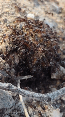 Dense ant cluster crawling across pebbly ground, shot in macro