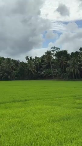 The video presents a serene, panoramic view of a lush green rice paddy field under a cloudy sky. The camera slowly pans from left to right, revealing the expansive field of vibrant green rice plants, which appear to be young and healthy. In the background, a dense line of tropical trees, including numerous tall palm trees, forms a natural border for the field. As the camera continues to pan, a small, unassuming house with a white exterior and a dark roof becomes visible nestled within the foliage, partially obscured by the trees. The sky is largely covered with fluffy grey and white clouds, with patches of blue sky peeking through, suggesting an overcast but bright day. The overall scene depicts a tranquil agricultural landscape in a tropical region, consistent with the provided location context of Thihagoda, Sri Lanka. No people or animals are visible, and there is no discernible activity other than the gentle sway of the rice plants.