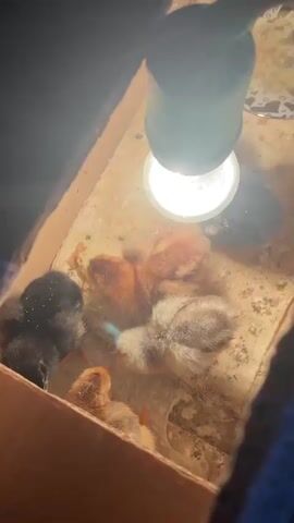 This media file captures a close-up, top-down view of a group of baby chicks huddled together in a cardboard box. A heat lamp with a bright, white bulb is positioned above them, casting a warm glow and illuminating the sandy, somewhat messy floor of the box. The chicks are of various colors, including black, brown, and speckled grey, and their downy feathers suggest they are very young.

One of the chicks, a speckled grey one with a small blue band around its neck, appears to be drinking from a tiny feeder. Other chicks are nestled together, seeking warmth and comfort under the lamp. The scene is enclosed by the brown cardboard walls of the box, suggesting a temporary enclosure for the young birds. The lighting creates strong shadows and highlights, emphasizing the texture of the chicks' feathers and the bedding.

The overall impression is one of care and basic nurturing for the newly hatched animals. The setting is likely indoors, given the controlled environment and the presence of the heat lamp. There are no clear indications of the time of day or weather, but the artificial lighting dominates the visual. The location context of Nizhnii Bugrysh, Russia, places this scene within a specific geographical area, though no specific landmarks are visible within the frame. No text is visible in the media.
