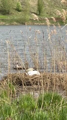 The scene is a medium shot of a swan sitting on a nest in the water, partially obscured by tall reeds. The swan has white feathers and its head is tucked back towards its body. The nest is made of brown, dry grass and twigs. Another swan is visible in the water to the left of the nest. The water is grey and slightly rippled. Tall, dry reeds with feathery tops surround the nest, adding a layer of visual texture. In the foreground, there is green grass. In the background, there is a grassy shoreline with trees. The overall lighting suggests a bright, overcast day.