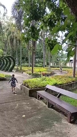 A young girl in a dark dress with a floral pattern is walking away from the camera on a paved path in a park. The path curves to the left and then to the right, leading into a garden area with raised flower beds filled with green and yellow plants. In the background, there are many tall palm trees and other lush green foliage. To the left of the path, there is a topiary garden feature that appears to be shaped like a series of arches or waves. On the right side of the path, there is a wooden bench. The overall environment appears to be tropical or subtropical, with a bright sky visible through the trees. The video pans slightly to the right as the girl walks away.