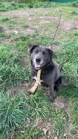 The video shows a medium-sized, bluish-grey dog sitting on a patch of green grass. The dog is wearing a khaki-colored collar with metallic studs and is attached to a chain leash. The dog looks up at the camera and pants. Then, the dog lies down in the grass. It licks its nose and sniffs the ground. The dog then sits up again. The scene is outdoors, with more green grass and some bare dirt visible in the background. The lighting is natural daylight.