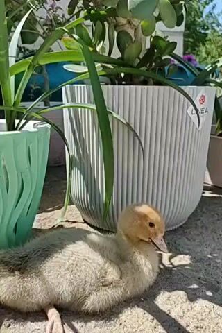 A very young, fluffy duckling with light brown and yellow down rests on a paved surface. It is positioned in front of two large potted plants. The plant on the right is in a ribbed, light gray pot with a white label that has a red logo. The plant on the left is in a mint green pot with a wavy design. The duckling is looking towards the right side of the frame. The ground is a rough, textured surface, possibly concrete or stone, with some light-colored sand or dirt scattered on it. The lighting suggests it is daytime, with sunlight casting shadows.