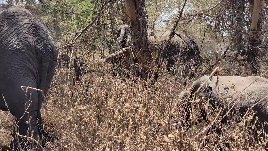 The video shows a group of elephants in a grassy, wooded area on a sunny day. The main focus is on a large elephant with its back to the camera and a smaller elephant to its right. The elephants are among dry, tall grass and trees. There are other elephants visible in the background, partly obscured by the foliage. The camera follows the elephants as they move through the dry landscape.