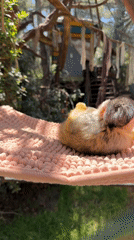 Squirrel monkey spotted relaxing in pink hammock in northern Israel