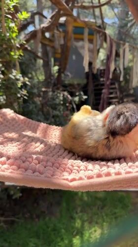 Squirrel monkey spotted relaxing in pink hammock in northern Israel