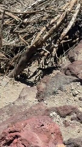A lizard is on a rock near some branches. The lizard is dark brown with some lighter markings on its body and tail. It is facing to the left of the frame. The rock is dark red and rocky. The branches are dry and brown, and they are piled up behind the lizard. The ground is sandy and brown. The sun is shining, and there are shadows on the ground.