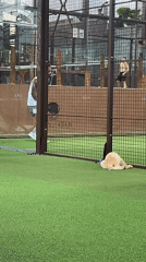 Golden retriever puppy explores padel court during morning play
