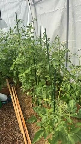 This media file showcases a greenhouse filled with thriving tomato plants. The scene is set inside a polytunnel greenhouse, evident by the white, translucent material that forms the walls and ceiling. Sunlight filters through, suggesting it's daytime, likely with fair weather conditions. The greenhouse is well-organized, with several rows of tall tomato plants. These plants are lush and green, with some already bearing clusters of young, green tomatoes and yellow blossoms, indicating they are in a healthy growing stage.

The plants are supported by dark green stakes, a common practice for vertical growth and to prevent the vines from collapsing under the weight of the fruit. The ground inside the greenhouse is covered with a layer of straw or mulch, which helps retain moisture and suppress weeds.

In the foreground, to the left of the image, are various gardening tools and supplies. A bright green watering can is prominent, alongside a smaller grey watering can and two buckets, one appearing to be filled with water. A small white spray bottle, possibly for fertilizer or pest control, is also visible. Three wooden stakes or poles lean against the greenhouse wall, suggesting they are either new supports or have been temporarily set aside.

A notable detail is the arched window or vent located on the back wall of the greenhouse. Through the clear plastic of the vent, a German flag is visible flying on a pole outside, along with trees and some building structures, providing a subtle cue to the location being Duren, Germany. The overall atmosphere is one of diligent gardening and successful cultivation, conveying a sense of growth and potential harvest. There is no visible text within the media file.