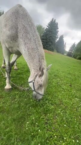 A dapple grey horse grazes in a grassy field. The horse is mostly white with numerous grey speckles across its body, mane, and tail. It wears a blue halter and is tethered by a rope to something out of frame. The horse is positioned in the foreground, with its head down, actively eating the grass.

The scene is set in a rural outdoor environment, likely a pasture or a field. The ground is covered in lush green grass dotted with small white and purple wildflowers. In the background, a gentle slope leads up to a line of mature evergreen trees, suggesting a wooded area beyond the field. The sky is overcast with grey clouds, indicating a cloudy or possibly rainy day. The lighting is diffused and soft, typical of an overcast sky. The overall mood is peaceful and natural, highlighting the simple activity of a horse grazing. There is no visible text in the media. The time of day appears to be daytime, given the brightness, but the overcast conditions obscure any direct sunlight. The location is identified as Gorki Leninskiye, Russia, which aligns with the rural setting depicted.